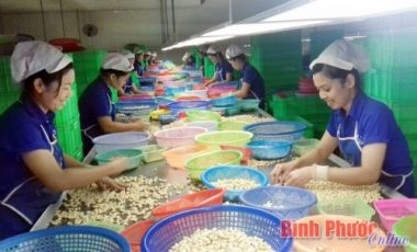 Công nhân phân loại nhân điều tại công ty Hoàng Sơn 1 xã Đức Liễu 