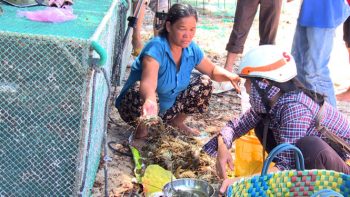 Tôm hùm chết kỷ lục, Phú Yên họp khẩn tìm giải pháp  