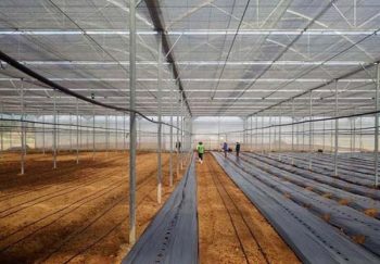 Mô hình sản xuất nông nghiệp theo công nghệ nhà kính tại thôn Đồng Lâm (xã Hòa Phú, huyện Hòa Vang, TP.Đà Nẵng). Ảnh: Đoàn Lê