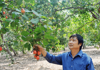 giup nong dan "thu phu" cay dieu lam giau hinh anh 1