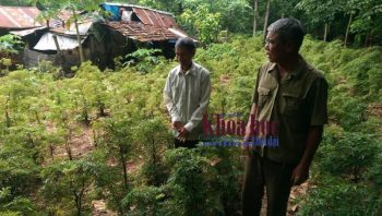 Ông Trần Văn Đê (bên phải) tham quan mô hình trồng cây đinh lăng của ông Vũ Viết Tăng  - người được ông giúp đỡ về vốn để sản xuất