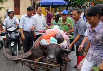 Lấy sự tàn bạo của chọi trâu làm trò vui lễ hội? 