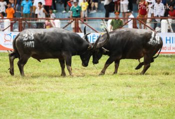 ​Trâu chọi số 18 không có chất kích thích 