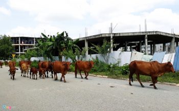 Thanh pho 1.000 ha nhieu nam hoang vang o Binh Duong hinh anh 17