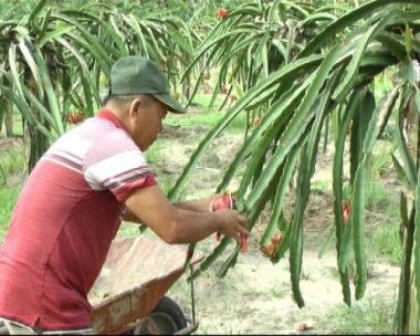 Vườn thanh long ruột đỏ 2 ha của ông Phạm Tấn Việt ở ấp Hiếu Cảm, thị trấn Chơn Thành, huyện Chơn Thành, tỉnh Bình Phước mỗi năm cho thu nhập hơn 500 triệu đồng 