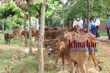 Hỗ trợ bò giống là một trong những giải pháp hiệu quả đối với các hộ đồng bào dân tộc thiểu số vùng sâu vùng xa trên địa bàn huyện Phú Riềng