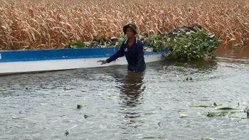 Lũ lên nhanh, nông dân An Giang mất mùa bắp, khoai 