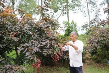 Nhãn tím, Miền Tây, nhãn màu tím