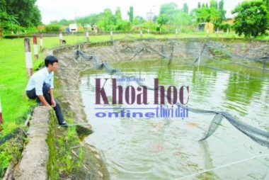 Bể chứa trước khi xả ra môi trường tận dụng để nuôi cá