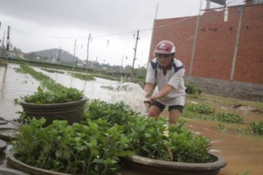 Làng hoa miền Trung ‘mất tết’ vì lũ - Ảnh 5.