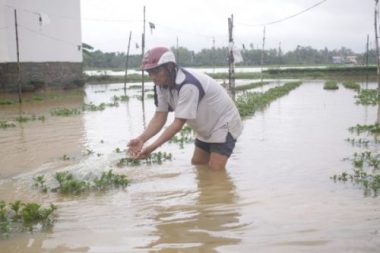 Làng hoa miền Trung ‘mất tết’ vì lũ - Ảnh 3.