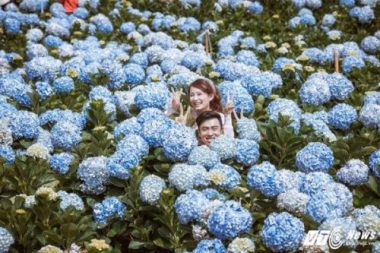 Anh cuoi tuyet dep giua vuon hoa cam tu cau cua cap doi Binh Phuoc hinh anh 2