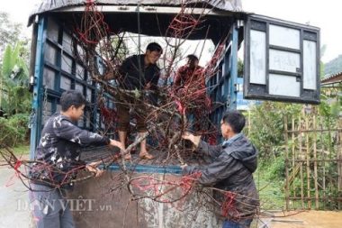 Buôn đào rêu mốc xù xì, dân vùng cao lãi bộn tiền