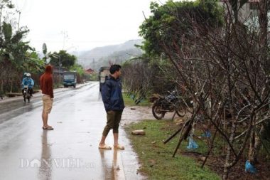 Buôn đào rêu mốc xù xì, dân vùng cao lãi bộn tiền