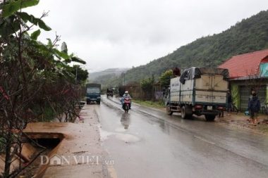 Buôn đào rêu mốc xù xì, dân vùng cao lãi bộn tiền