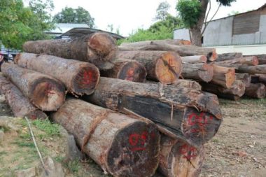 Trạm trưởng bảo vệ rừng nhận tiền hối lộ để trùm gỗ lậu lọt trạm - Ảnh 1.