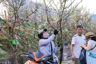 anh: hoa le rung tay bac tien trieu hut nguoi choi sau tet hinh anh 9