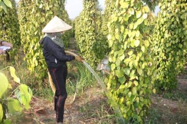 tay nguyen: moi vao vu ho tieu da lo nang, nong dan dieu dung hinh anh 4