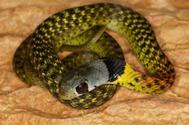 ve dep me man cua loai ran "tu than" cuc doc bay mau viet nam hinh anh 7