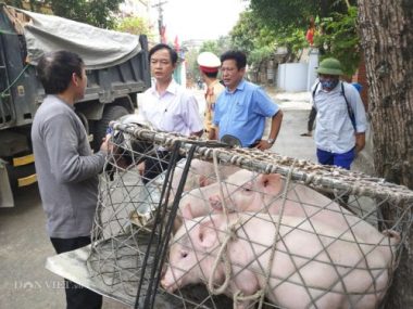 ghi nhanh: xuyen dem chong dich ta lon chau phi o thai binh hinh anh 2