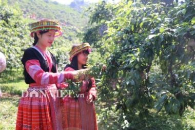 moc chau: ngay hoi hai qua 2019 dien ra o thung lung na ka hinh anh 1