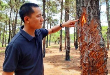 gia lai: lai phat hien vu van chuyen vo thong so luong lon hinh anh 2