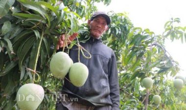 me man vuon xoai trai "khong lo" nhu dao tien o vung bien binh phuoc hinh anh 1