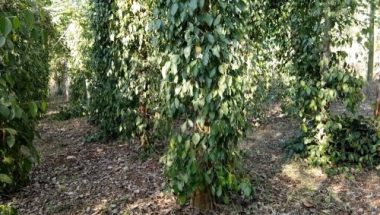 Nhưng đối tượng phá hoại cao su, tiêu của người dân vẫn... “chưa xác định“. Ảnh: C.H