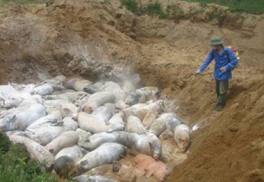 ghi chep: nong thon khung hoang vi “bao” dich ta lon chau phi hinh anh 2