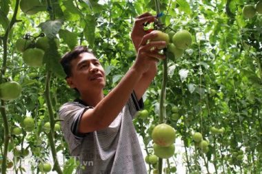 8x bo luong 20 trieu ve lang "danh bac" voi ca chua, rau cai hinh anh 2