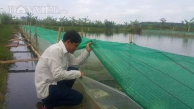 "mac man" nuoi ech nhung nhuc duoi ao, bo tui ca tram trieu/nam hinh anh 3