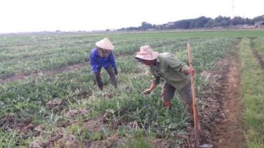 quang tri: han han khoc liet, dan bien dat nut ne thanh ruong dua ngot hinh anh 7