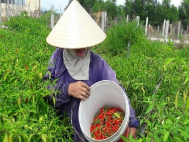 ha tinh: ot cay gia 70.000 dong/kg, dan bo tui 30 trieu mot sao hinh anh 2