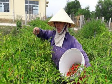 ha tinh: ot cay gia 70.000 dong/kg, dan bo tui 30 trieu mot sao hinh anh 5