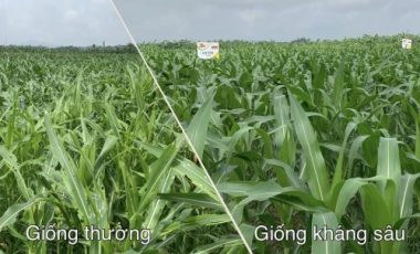 cong nghe giong khang sau keo mua thu cua the gioi da co o viet nam hinh anh 2