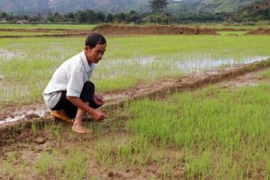 Thá»§y Äiá»n nhÃ  PhÃ³ giÃ¡m Äá»c Sá» náº¯n dÃ²ng, cáº£ trÄm ha lÃºaâ¦ cháº¿t khÃ¡t - 2