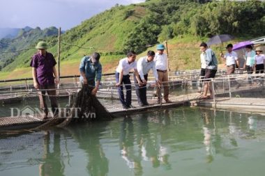 giua long ho thuy dien son la xem ngon ngon loai ca "tau ngam" hinh anh 3