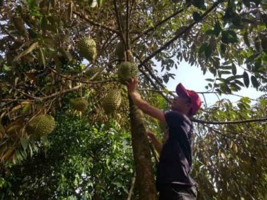 doc dao: ngoi lang duoc vi la “vua trai cay nam bo” o quang nam hinh anh 2