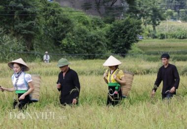 thu sang, tu le lai ron tieng chay gia com, lang ban quyen mui thom hinh anh 3