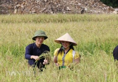 thu sang, tu le lai ron tieng chay gia com, lang ban quyen mui thom hinh anh 5