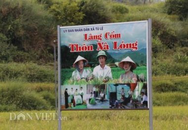 thu sang, tu le lai ron tieng chay gia com, lang ban quyen mui thom hinh anh 1