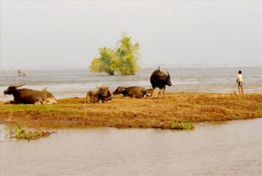 dac san mua nuoc noi: sao lai goi la ca linh, cach nao de bat ca linh? hinh anh 2