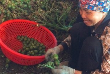 Duy nhất Việt Nam, ngôi làng trồng loại quả bán sang Trung Quốc thu 1.000 tỷ