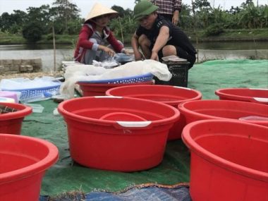 Nghề 'săn lộc trời' kiếm hàng chục triệu đồng mỗi ngày ở Hải Phòng