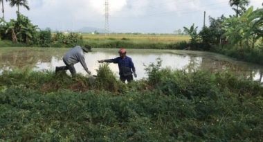 Hải Phòng: 'Chuột thủ' tiết lộ kĩ nghệ săn chuột thu nửa tạ mỗi ngày