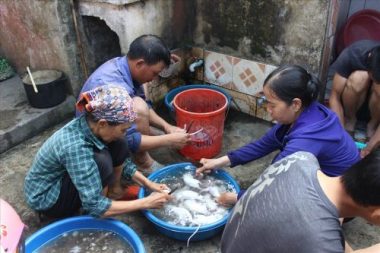 Hải Phòng: 'Chuột thủ' tiết lộ kĩ nghệ săn chuột thu nửa tạ mỗi ngày