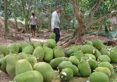 Trung Quốc ngừng mua ăn, giá mít giảm còn 5 ngàn/kg vẫn ế