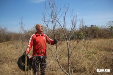 Ninh Thuận: lửa cháy hoa màu, cây cối chết khô - Ảnh 6.