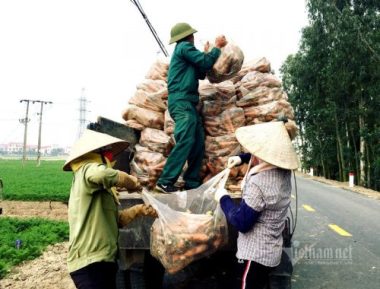 Nông dân kể chuyện chia nhau 100 tỷ trên cánh đồng rực đỏ