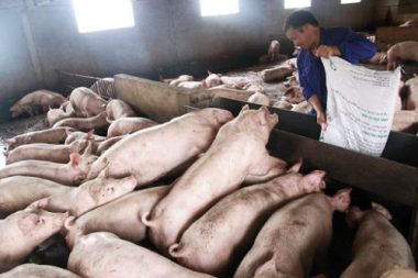 Bộ tính đủ nguồn chợ vẫn kêu thiếu, thịt lợn tăng giá kỷ lục